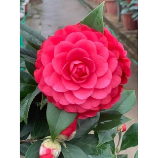 Cây Giống Trà my cao 30-40cm