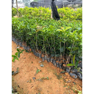 Combo 20 cây giống mộc hương ta hoa vàng cao khoảng 30-40cm, bầu rễ ổn định
