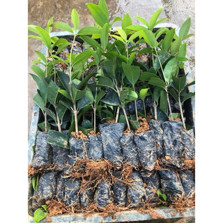 Combo 50 cây mộc hương ta hoa vàng cao 30-40cm, bầu rễ ổn định