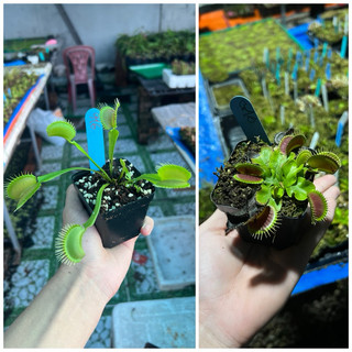 cây bẫy kẹp g16, venus flytrap g16