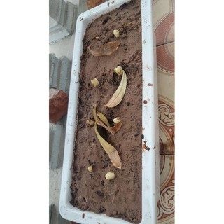 1 đôi tất gấu cổ cao