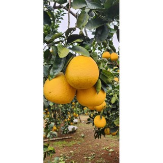Bưởi diễn Đại Đồng - Yên Thủy- Hoà Bình