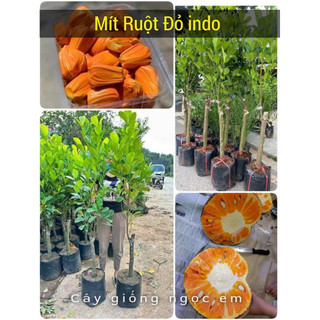  Cây mít ruột đỏ indo lá bầu    cây choai   cao 1mét 3,gốc siêu to ..trồng 8 tháng có quả 