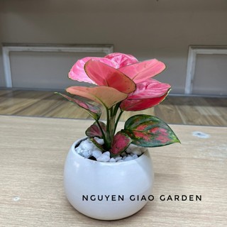 Cây vạn lộc đỏ để bàn chậu sứ trắng