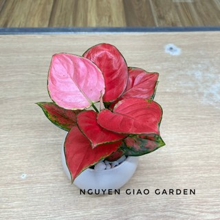 Cây vạn lộc đỏ để bàn chậu sứ trắng