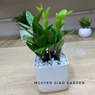 Cây kim tiền chậu sứ vuông phong thủy may mắn tài lộc