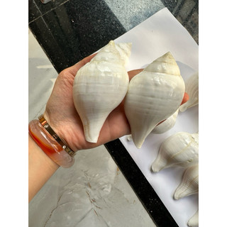 Ốc pháp loa
