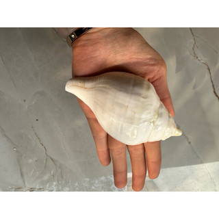 Ốc pháp loa