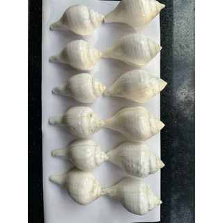 Ốc pháp loa
