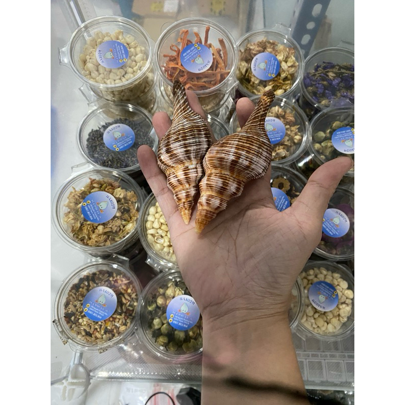 Vỏ ốc mỏ chim