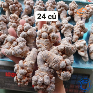 Củ Tam thất bắc hoang rừng Tây Bắc 24 củ/kg loại hiếm siêu thượng hạng củ khô, hàng chọn loại 1, củ nạc già, nhiều năm