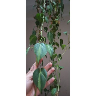 Trầu bà Brazil