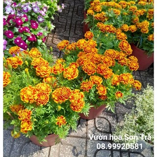(VHST giao TP.HCM trong ngày) [Hoa Tết] CÂY HOA VẠN THỌ Pháp BAN MAI.