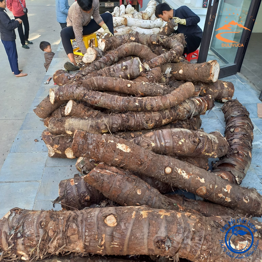 Củ bạc hà núi, củ ráy rừng tươi Tây Bắc loại 1. Củ bạc hà núi, củ ráy dại tươi, khô củ to già, lâu n