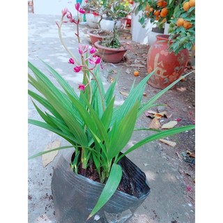 Lan Đất Tím