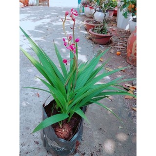 Lan Đất Tím