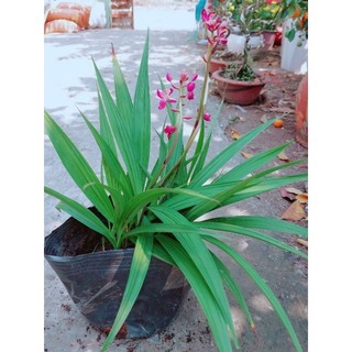 Lan Đất Tím