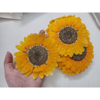 Hoa hướng dương size to 10 - 13cm ép khô handmade làm journal, DIY - 1 bông