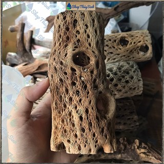 Lũa Cholla Teddy hàng tuyển siêu đẹp chuyên trang trí bể tép cảnh
