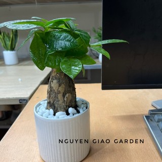 Cây kim ngân một gốc chậu sứ, cây phong thủy để bàn dễ chăm sóc