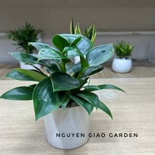Cây trầu bà đế vương xanh chậu sứ trang trí nội thất