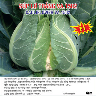 Hạt giống Súp Lơ Trắng F1 1502 (VA.1502) 2.500 hạt