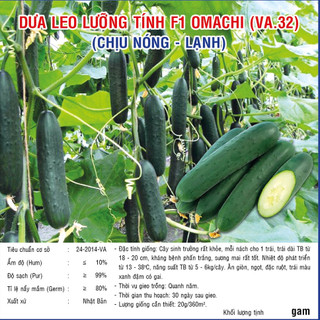Hạt giống Dưa Leo Lưỡng Tính F1 Omachi Chịu Nóng Lạnh 10gram