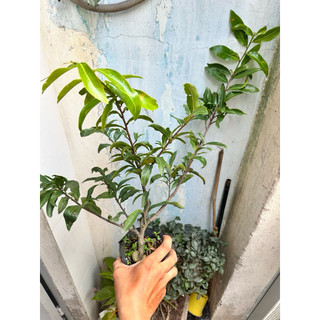 Hoa mai giống siêu bông_cây ghép chơi tết
