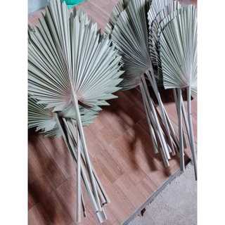 Lá cọ khô trang trí 45cm