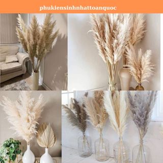 Set 20 bông cỏ lau khô trang trí, chụp ảnh decor 1,2m
