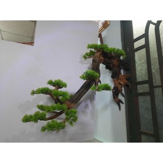 Lũa bonsai treo tường