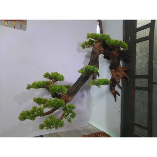Lũa bonsai treo tường