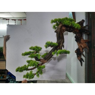 Lũa bonsai treo tường
