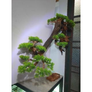 Lũa bonsai treo tường