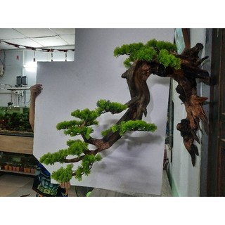 Lũa bonsai treo tường