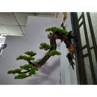 Lũa bonsai treo tường
