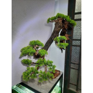 Lũa bonsai treo tường