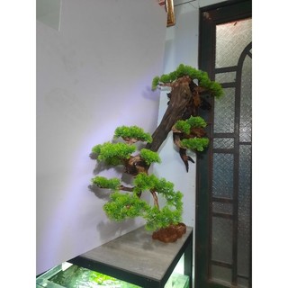 Lũa bonsai treo tường