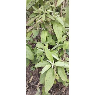 1kg thân lá cây Đại Bi tươi