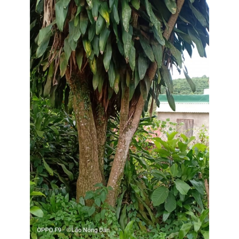 Cành Thiết Mộc Lan Dài 40-50Cm