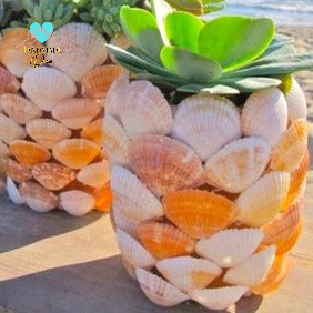 Vỏ Sò biển làm đồ handmade , chụp ảnh mỹ phẩm - Có khoan lỗ