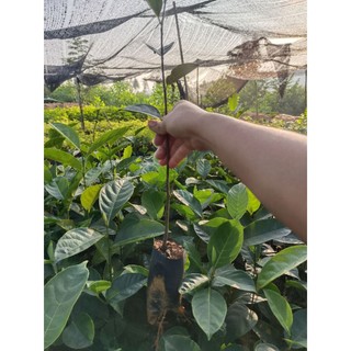 Cây giông mít mật . mít dai ươm hạt