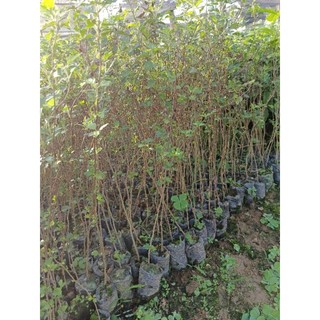 cấy giống( sơn tra ) táo mèo