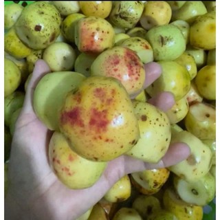 cấy giống( sơn tra ) táo mèo