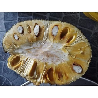 Cây giông mít mật . mít dai ươm hạt