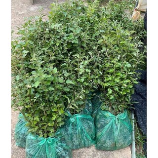 cấy giống( sơn tra ) táo mèo