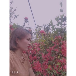 Đỗ quyên   cây giống nhiều màu