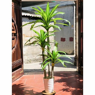Cây thiết mộc lan cao 1m7 Cây k chậu