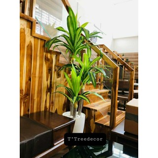 Cây thiết mộc lan cao 1m7 Cây k chậu