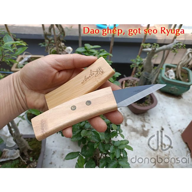 Dao ghép, gọt sẹo Ryuga